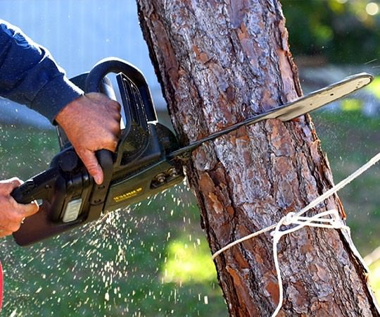 Спил деревьев в Невинномысске и  Ставропольском крае